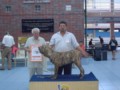 Padreadores - Fila Brasileiro Tigrado - Canil Singular - Vingador